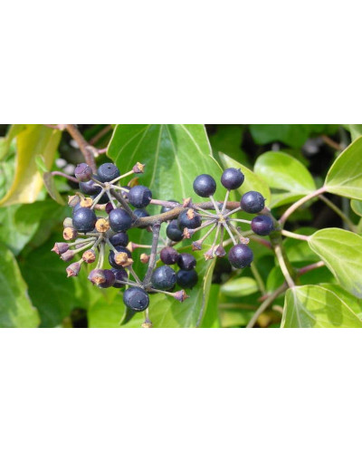 Плющ ірландський | Плющ ирландский | Hedera hibernica