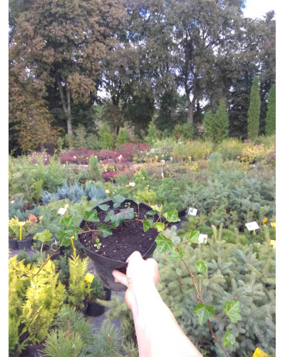 Плющ ірландський | Плющ ирландский | Hedera hibernica