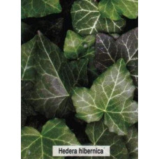 Плющ ірландський | Плющ ирландский | Hedera hibernica
