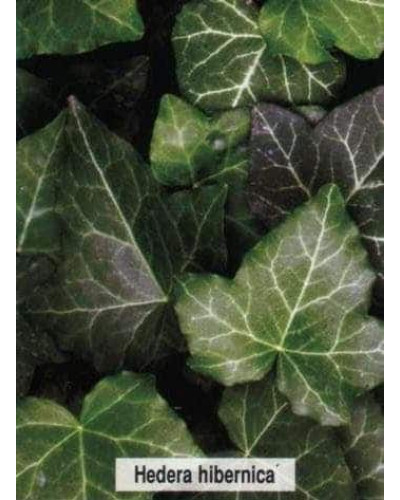 Плющ ірландський | Плющ ирландский | Hedera hibernica