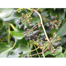 Плющ ірландський | Плющ ирландский | Hedera hibernica