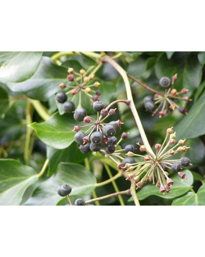Плющ ірландський | Плющ ирландский | Hedera hibernica