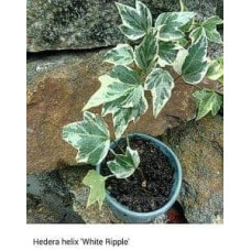 Плющ звичайний Єллоу Ріпл | Hedera helix Yellow Ripple | Плющ обыкновенный Еллоу Рипл