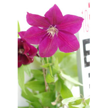 Ломиніс / Клематіс Руж Кардинал | Clematis Rouge Cardinal | Ломонос / Клематис Руж Кардинал