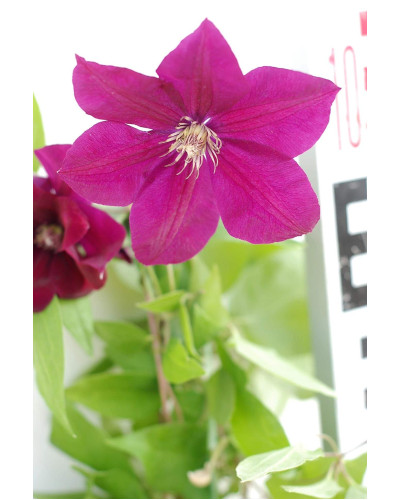 Ломиніс / Клематіс Руж Кардинал | Clematis Rouge Cardinal | Ломонос / Клематис Руж Кардинал
