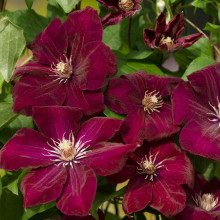 Ломиніс / Клематіс Руж Кардинал | Clematis Rouge Cardinal | Ломонос / Клематис Руж Кардинал