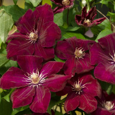 Ломиніс / Клематіс Руж Кардинал | Clematis Rouge Cardinal | Ломонос / Клематис Руж Кардинал