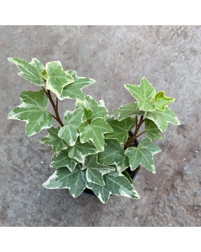 Плющ звичайний Гласієр | Hedera helix Glacier | Плющ обыкновенный Гласиер