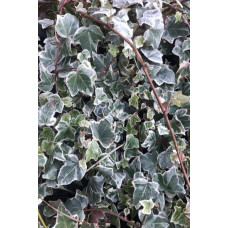 Плющ звичайний Гласієр | Hedera helix Glacier | Плющ обыкновенный Гласиер