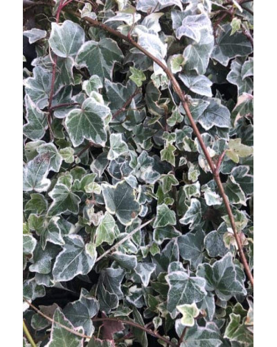 Плющ звичайний Гласієр | Hedera helix Glacier | Плющ обыкновенный Гласиер