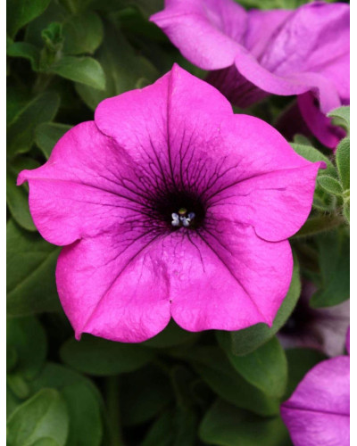 Сурфінія (Сульфінія) — каскадна петунія | Petunia × hybrida (Surfinia®, Sulfinia®) | Сурфиния (Сульфиния) — каскадная петуния