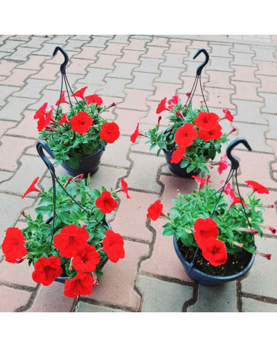 Сурфінія (Сульфінія) — каскадна петунія | Petunia × hybrida (Surfinia®, Sulfinia®) | Сурфиния (Сульфиния) — каскадная петуния