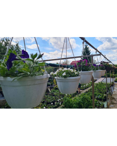 Сурфінія (Сульфінія) — каскадна петунія | Petunia × hybrida (Surfinia®, Sulfinia®) | Сурфиния (Сульфиния) — каскадная петуния