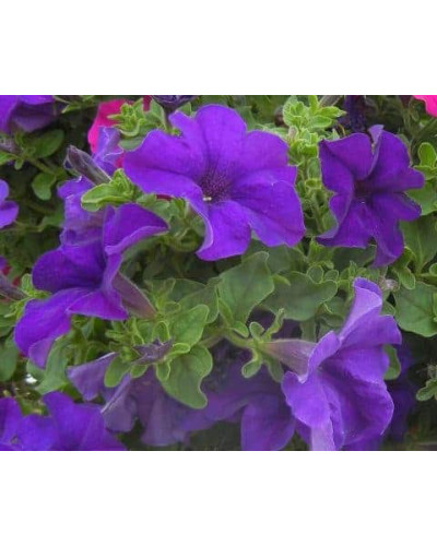 Сурфінія (Сульфінія) — каскадна петунія | Petunia × hybrida (Surfinia®, Sulfinia®) | Сурфиния (Сульфиния) — каскадная петуния