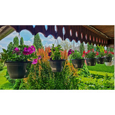 Сурфінія (Сульфінія) — каскадна петунія | Petunia × hybrida (Surfinia®, Sulfinia®) | Сурфиния (Сульфиния) — каскадная петуния
