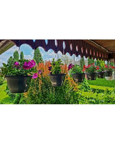 Сурфінія (Сульфінія) — каскадна петунія | Petunia × hybrida (Surfinia®, Sulfinia®) | Сурфиния (Сульфиния) — каскадная петуния