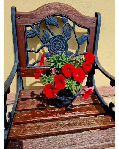 Сурфінія (Сульфінія) — каскадна петунія | Petunia × hybrida (Surfinia®, Sulfinia®) | Сурфиния (Сульфиния) — каскадная петуния