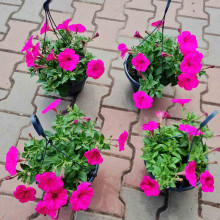 Сурфінія (Сульфінія) — каскадна петунія | Petunia × hybrida (Surfinia®, Sulfinia®) | Сурфиния (Сульфиния) — каскадная петуния