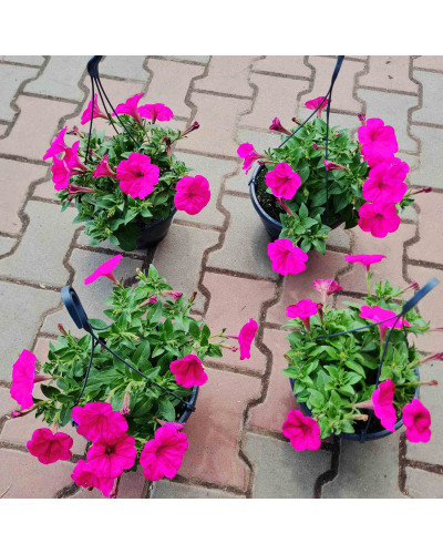 Сурфінія (Сульфінія) — каскадна петунія | Petunia × hybrida (Surfinia®, Sulfinia®) | Сурфиния (Сульфиния) — каскадная петуния