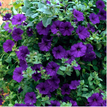 Сурфінія (Сульфінія) — каскадна петунія | Petunia × hybrida (Surfinia®, Sulfinia®) | Сурфиния (Сульфиния) — каскадная петуния