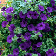Сурфінія (Сульфінія) — каскадна петунія | Petunia × hybrida (Surfinia®, Sulfinia®) | Сурфиния (Сульфиния) — каскадная петуния