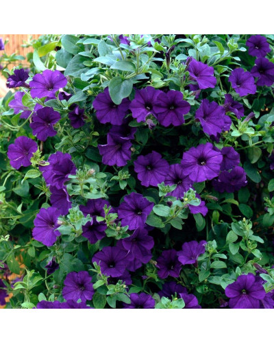 Сурфінія (Сульфінія) — каскадна петунія | Petunia × hybrida (Surfinia®, Sulfinia®) | Сурфиния (Сульфиния) — каскадная петуния
