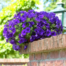 Сурфінія (Сульфінія) — каскадна петунія | Petunia × hybrida (Surfinia®, Sulfinia®) | Сурфиния (Сульфиния) — каскадная петуния
