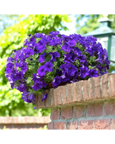 Сурфінія (Сульфінія) — каскадна петунія | Petunia × hybrida (Surfinia®, Sulfinia®) | Сурфиния (Сульфиния) — каскадная петуния