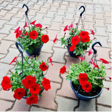 Сурфінія (Сульфінія) — каскадна петунія | Petunia × hybrida (Surfinia®, Sulfinia®) | Сурфиния (Сульфиния) — каскадная петуния