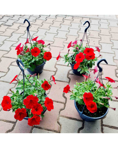 Сурфінія (Сульфінія) — каскадна петунія | Petunia × hybrida (Surfinia®, Sulfinia®) | Сурфиния (Сульфиния) — каскадная петуния