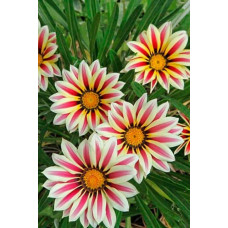 Газанія (однорічник) | Gazania rigens | Газания (однолетник)