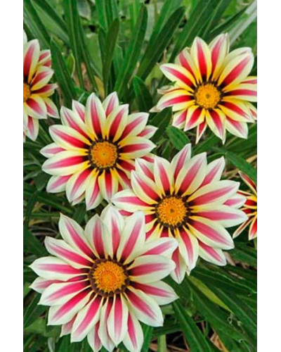 Газанія (однорічник) | Gazania rigens | Газания (однолетник)