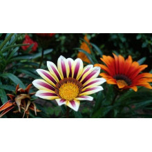 Газанія (однорічник) | Gazania rigens | Газания (однолетник)