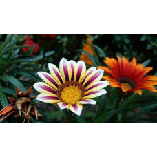 Газанія (однорічник) | Gazania rigens | Газания (однолетник)