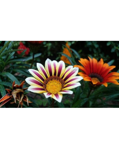 Газанія (однорічник) | Gazania rigens | Газания (однолетник)