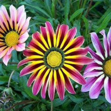 Газанія (однорічник) | Gazania rigens | Газания (однолетник)