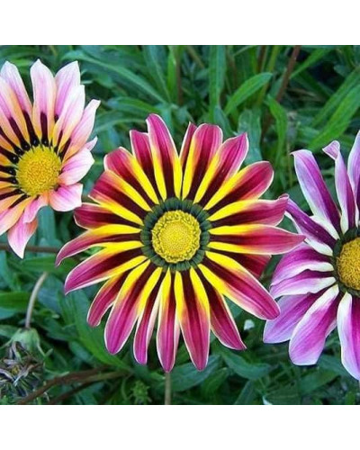 Газанія (однорічник) | Gazania rigens | Газания (однолетник)
