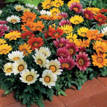Газанія (однорічник) | Gazania rigens | Газания (однолетник)