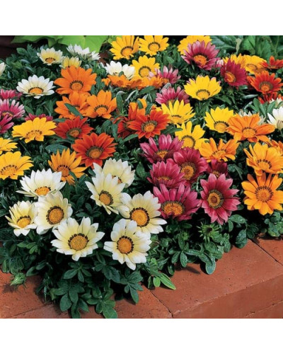 Газанія (однорічник) | Gazania rigens | Газания (однолетник)