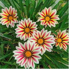 Газанія (однорічник) | Gazania rigens | Газания (однолетник)