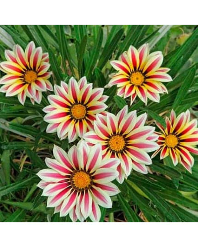 Газанія (однорічник) | Gazania rigens | Газания (однолетник)