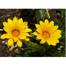 Газанія (однорічник) | Gazania rigens | Газания (однолетник)
