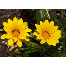 Газанія (однорічник) | Gazania rigens | Газания (однолетник)