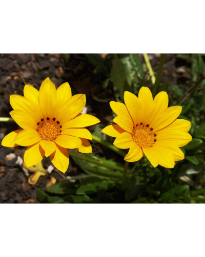 Газанія (однорічник) | Gazania rigens | Газания (однолетник)