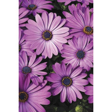 Остіоспермум (африканська ромашка) | Osteospermum ecklonis | Остиоспермум (африканская ромашка)