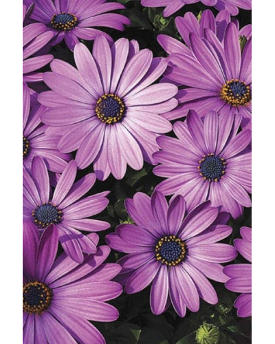 Остіоспермум (африканська ромашка) | Osteospermum ecklonis | Остиоспермум (африканская ромашка)