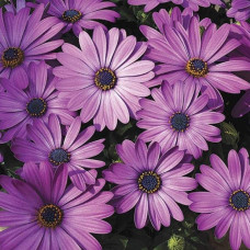 Остіоспермум (африканська ромашка) | Osteospermum ecklonis | Остиоспермум (африканская ромашка)