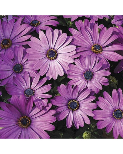 Остіоспермум (африканська ромашка) | Osteospermum ecklonis | Остиоспермум (африканская ромашка)