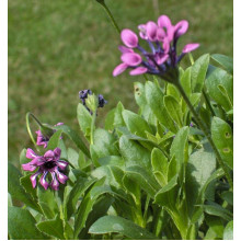 Остіоспермум (африканська ромашка) | Osteospermum ecklonis | Остиоспермум (африканская ромашка)