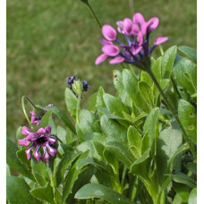 Остіоспермум (африканська ромашка) | Osteospermum ecklonis | Остиоспермум (африканская ромашка)
